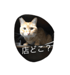 しばのスタンプ（個別スタンプ：8）