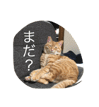 しばのスタンプ（個別スタンプ：9）