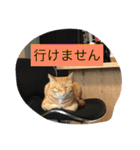 しばのスタンプ（個別スタンプ：10）