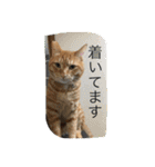 しばのスタンプ（個別スタンプ：14）