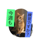 しばのスタンプ（個別スタンプ：15）