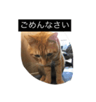 しばのスタンプ（個別スタンプ：16）
