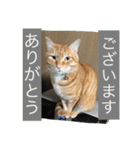 しばのスタンプ（個別スタンプ：18）