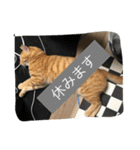 しばのスタンプ（個別スタンプ：23）