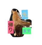 しばのスタンプ（個別スタンプ：24）