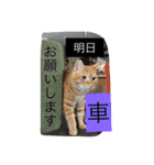 しばのスタンプ（個別スタンプ：25）
