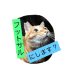 しばのスタンプ（個別スタンプ：27）