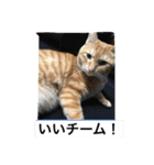 しばのスタンプ（個別スタンプ：29）