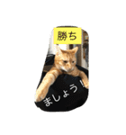 しばのスタンプ（個別スタンプ：32）