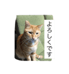 しばのスタンプ（個別スタンプ：34）