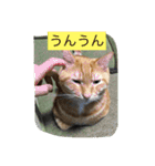 しばのスタンプ（個別スタンプ：35）