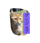 しばのスタンプ（個別スタンプ：39）
