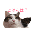 ジルくんのまいにち（個別スタンプ：1）