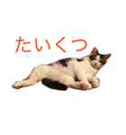 ジルくんのまいにち（個別スタンプ：3）