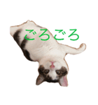 ジルくんのまいにち（個別スタンプ：4）