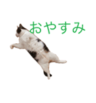 ジルくんのまいにち（個別スタンプ：8）