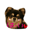 Halu＆Mau2（個別スタンプ：1）