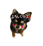 Halu＆Mau2（個別スタンプ：2）