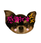 Halu＆Mau2（個別スタンプ：6）