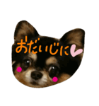 Halu＆Mau2（個別スタンプ：11）