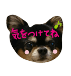 Halu＆Mau2（個別スタンプ：12）