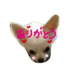 Halu＆Mau2（個別スタンプ：16）