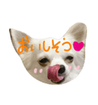 Halu＆Mau2（個別スタンプ：17）