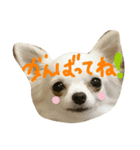 Halu＆Mau2（個別スタンプ：20）