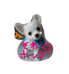 Halu＆Mau2（個別スタンプ：25）