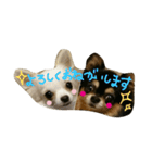 Halu＆Mau2（個別スタンプ：29）