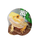 Kee and Bash Bearded Dragons（個別スタンプ：1）