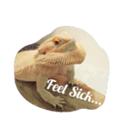 Kee and Bash Bearded Dragons（個別スタンプ：11）