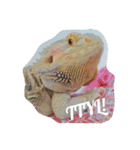 Kee and Bash Bearded Dragons（個別スタンプ：13）