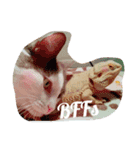 Kee and Bash Bearded Dragons（個別スタンプ：15）