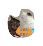飯島家のねこ。飯島家の中心はねこ。（個別スタンプ：3）