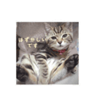 飯島家のねこ。飯島家の中心はねこ。（個別スタンプ：6）