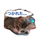 飯島家のねこ。飯島家の中心はねこ。（個別スタンプ：7）