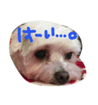 wantonyan（個別スタンプ：8）