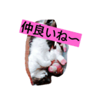 NEKOnoKURO（個別スタンプ：5）