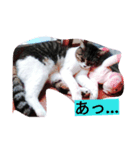 NEKOnoKURO（個別スタンプ：6）