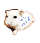 はむすの日常（個別スタンプ：1）