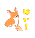 可愛い動物 犬のウェルシュ・コーギー（個別スタンプ：24）