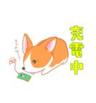 可愛い動物 犬のウェルシュ・コーギー（個別スタンプ：40）