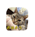 徹之介（個別スタンプ：3）