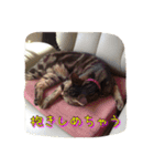 徹之介（個別スタンプ：5）