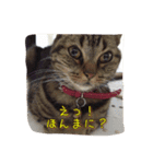 徹之介（個別スタンプ：6）