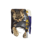 徹之介（個別スタンプ：11）