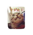 徹之介（個別スタンプ：12）