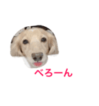 こはあさスタンプ（個別スタンプ：14）