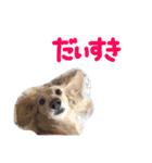こはあさスタンプ（個別スタンプ：16）